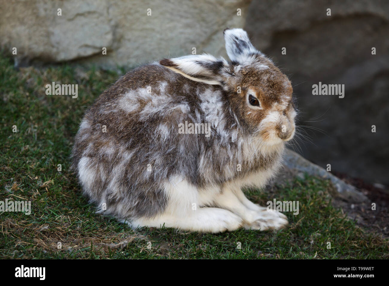 Lièvre variable (Lepus timidus), également connu sous le nom de lièvre blanc. Banque D'Images