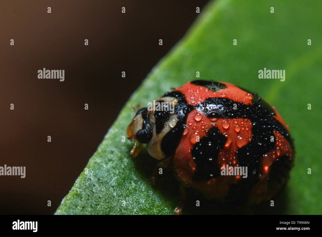 Libre d'un mignon lady beetle bug crawling et reste sur une feuille verte humide pleine de la rosée de la pluie sur une journée froide, sa leur habitat naturel. Banque D'Images