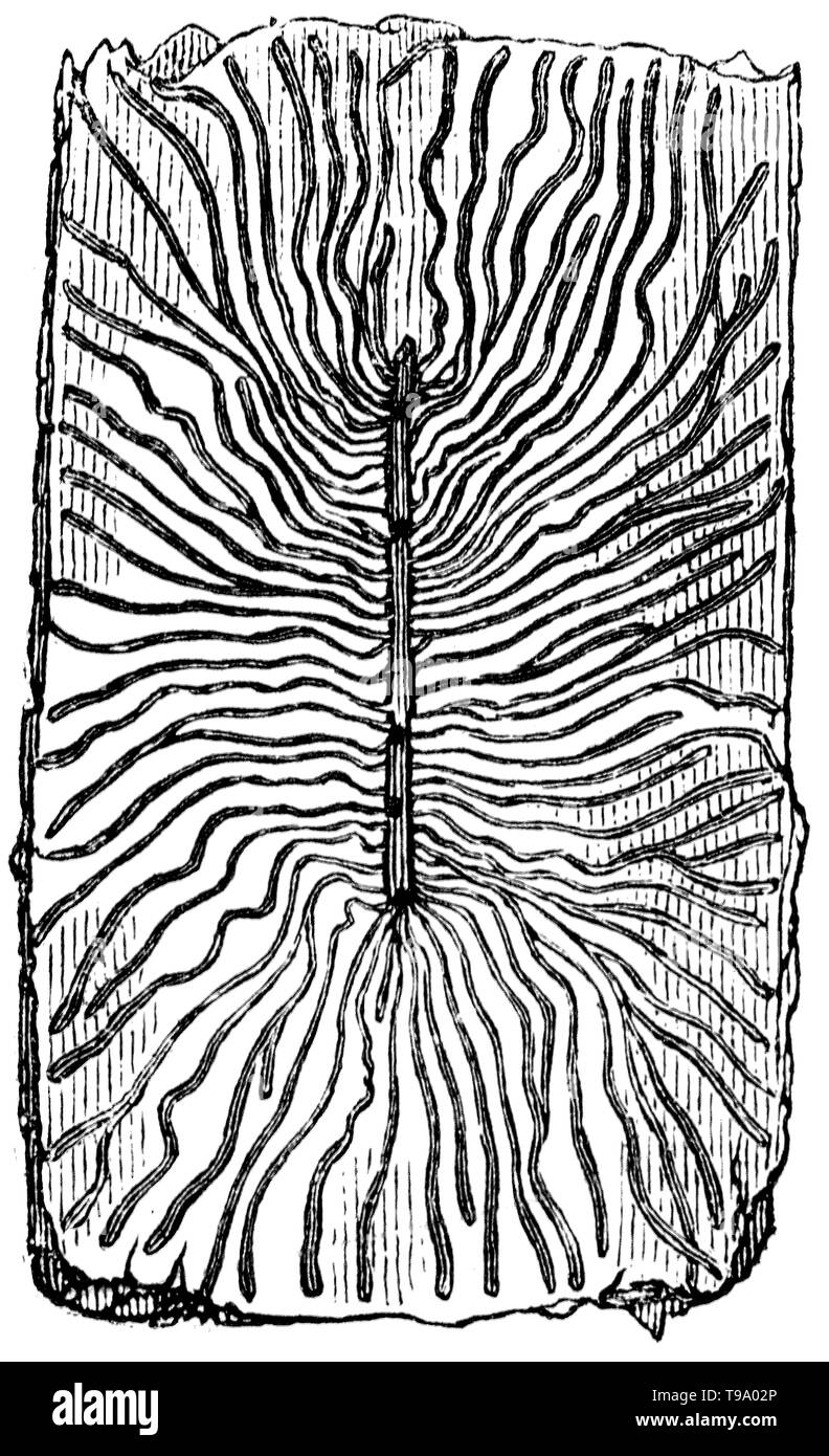 Couper du bois gravé, illustration tirée de "Le Trésor de l'Histoire Naturelle" par Samuel Maunder, publié 1848 Banque D'Images