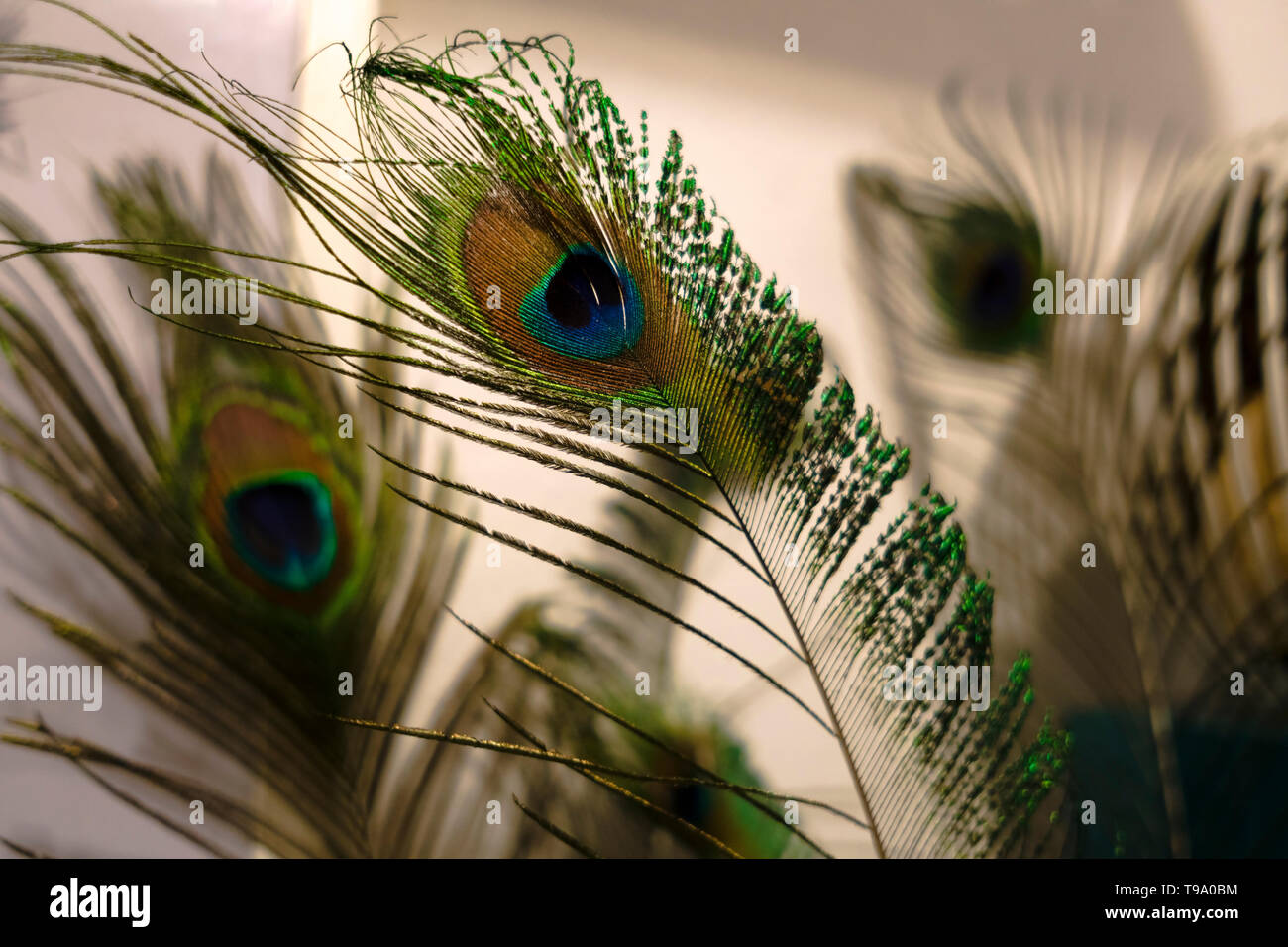 Les plumes de paon comme abstract background Banque D'Images