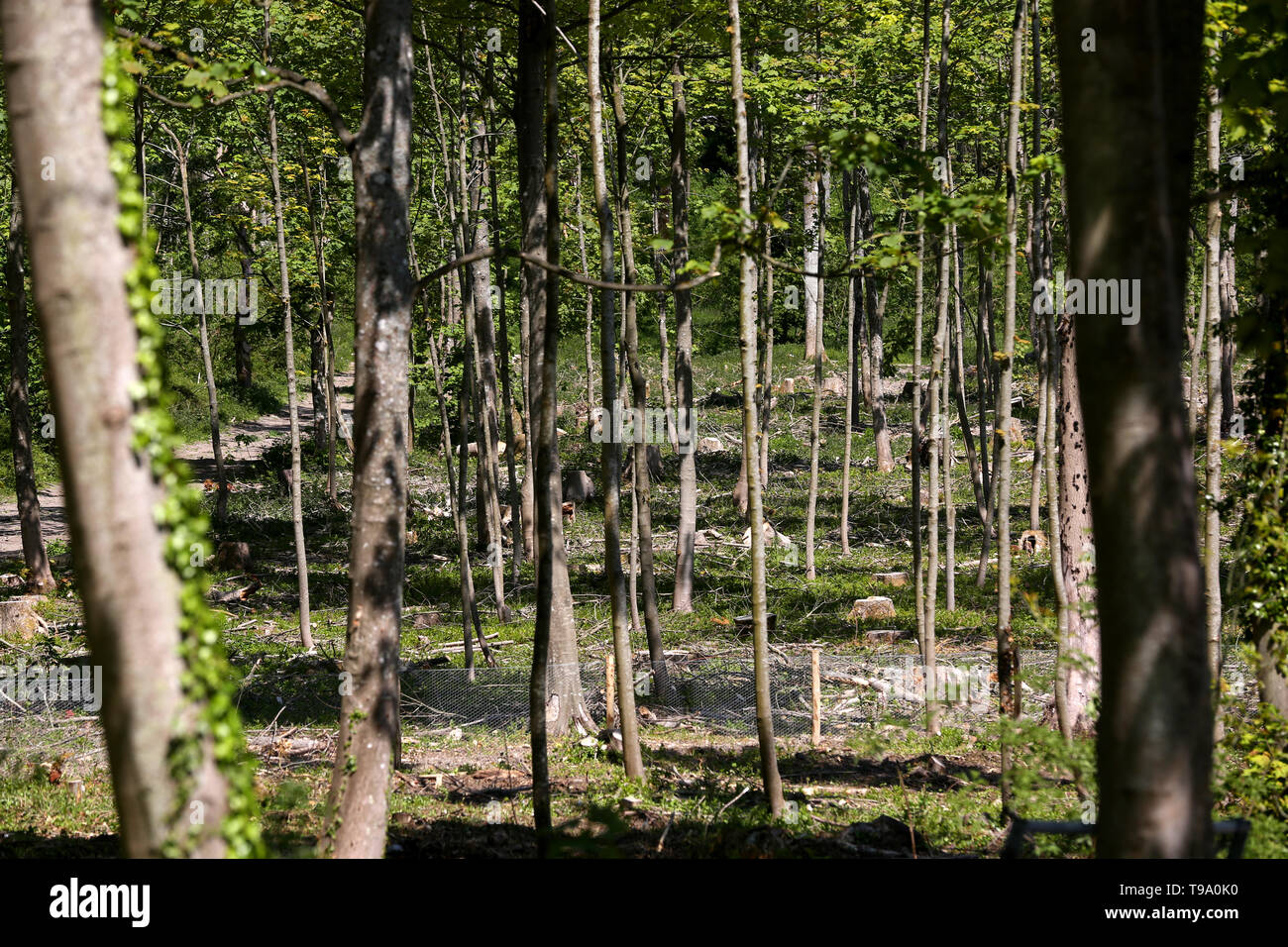 Les résultats sur le West Sussex qui a souffert de maladie Chalarose du frêne Frêne et a eu des arbres détruits, au Royaume-Uni. Banque D'Images