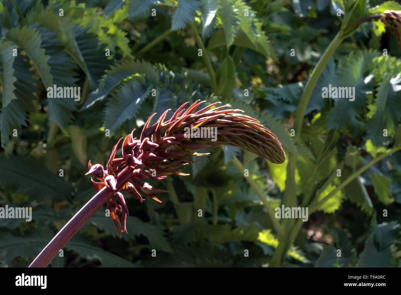 Melianthus major Honey bush Banque D'Images Melianthus major Honey bush Banque D'Images
