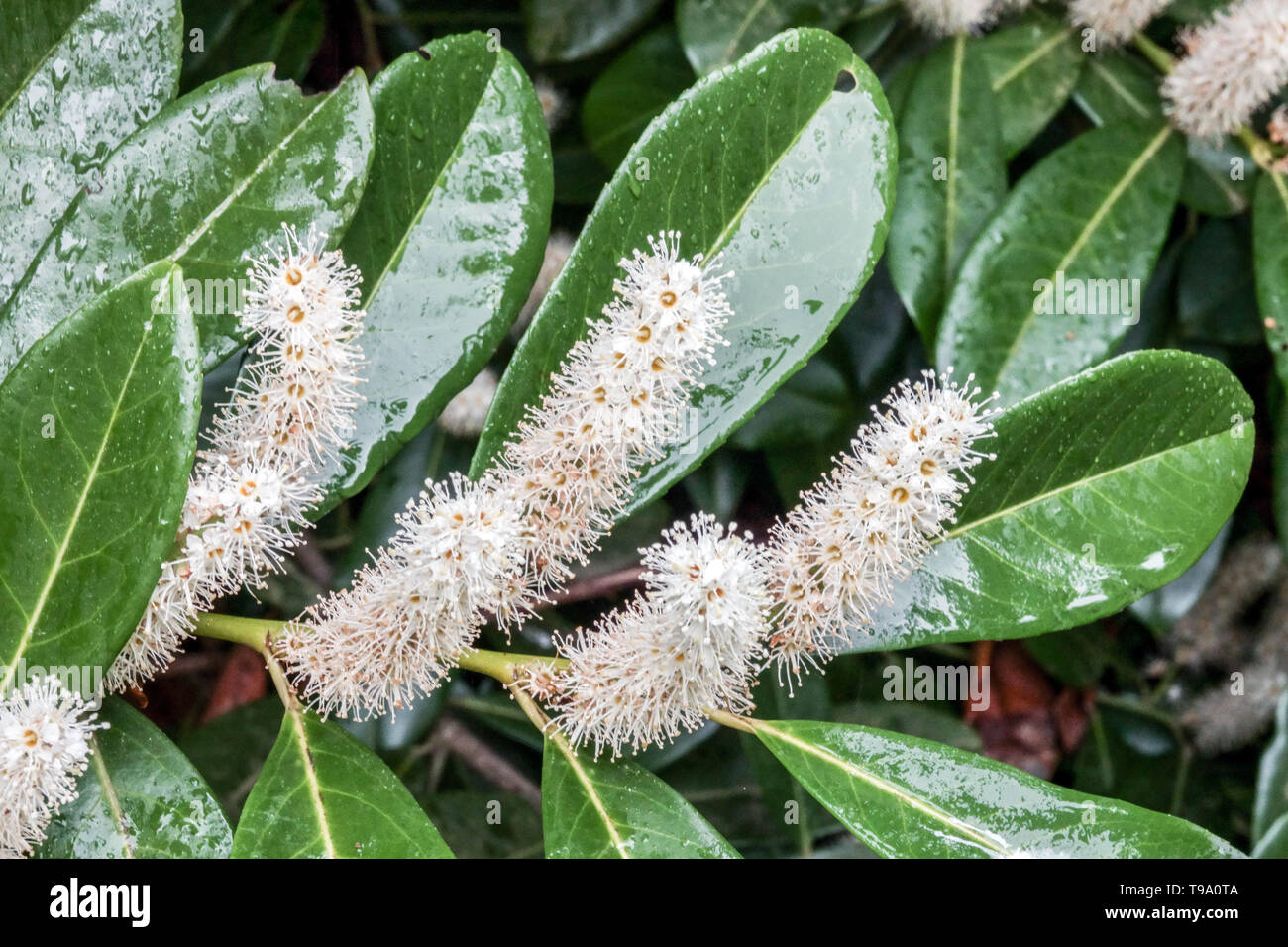 Prunus laurocerasus Cherry Laurel Banque D'Images