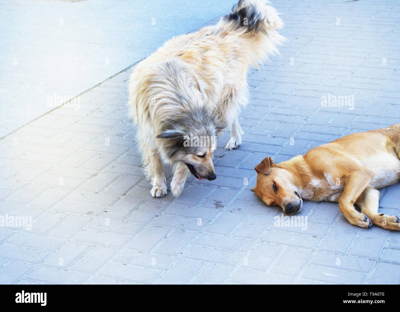 Deux chiens errants affamés dans les rues de la ville. Banque D'Images