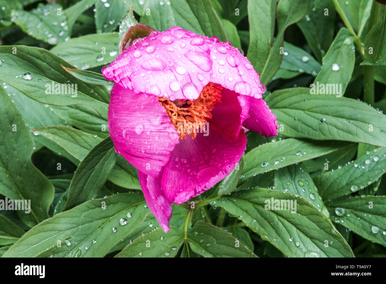 Paeonia arietina Anderson, belle pivoine pourpre, de pivoines, de l'eau de pluie sur fleur Banque D'Images