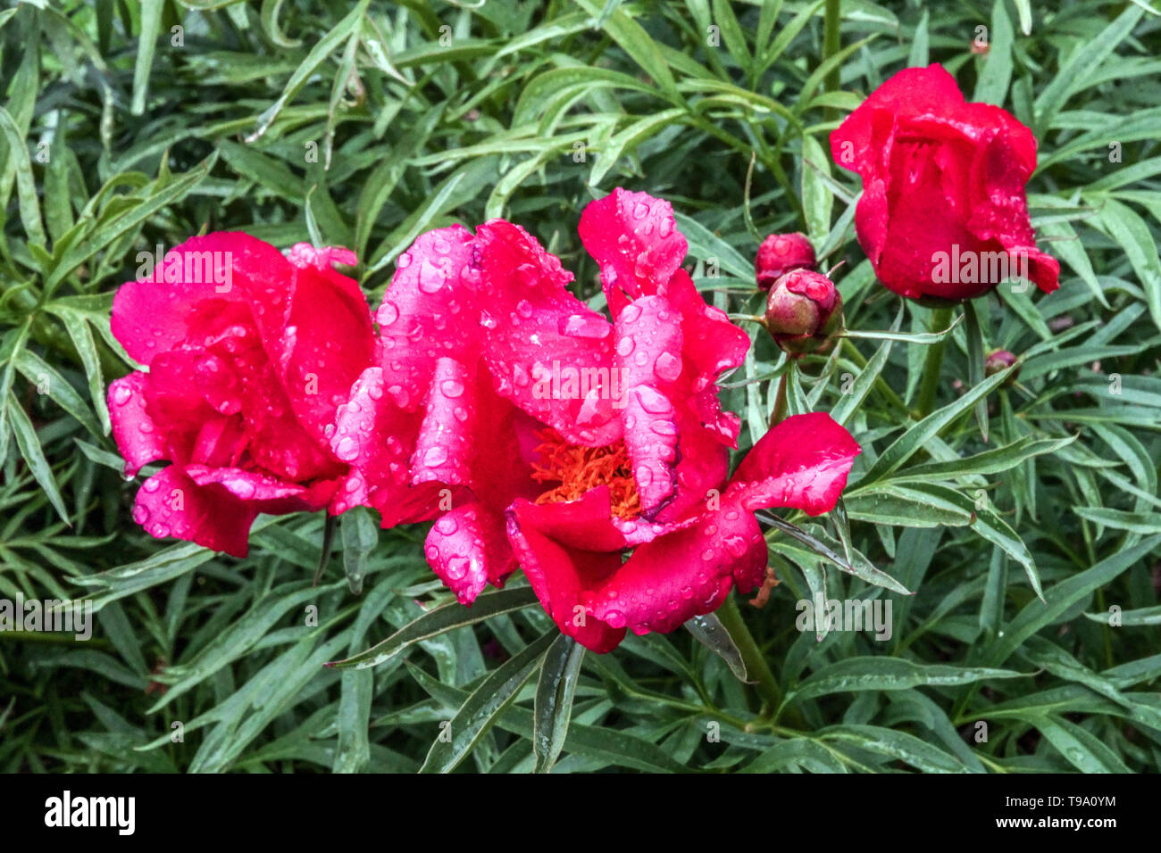 Feuille de fougère, la pivoine Paeonia 'mouthii', beau rouge pivoine, de pivoines, de l'eau de pluie sur fleur Banque D'Images