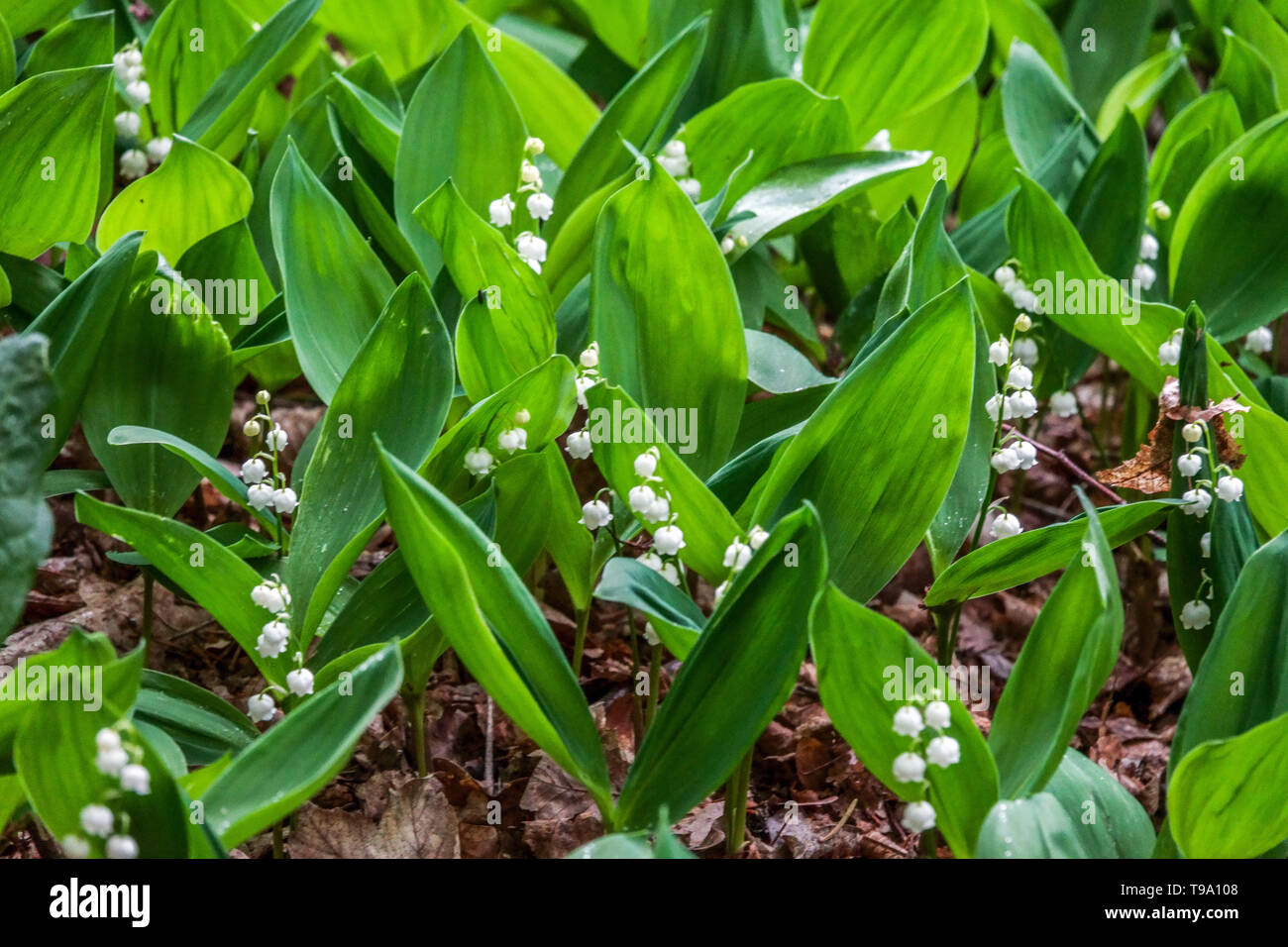 Muguet, Convallaria majalis sous les arbres en pleine croissance Banque D'Images