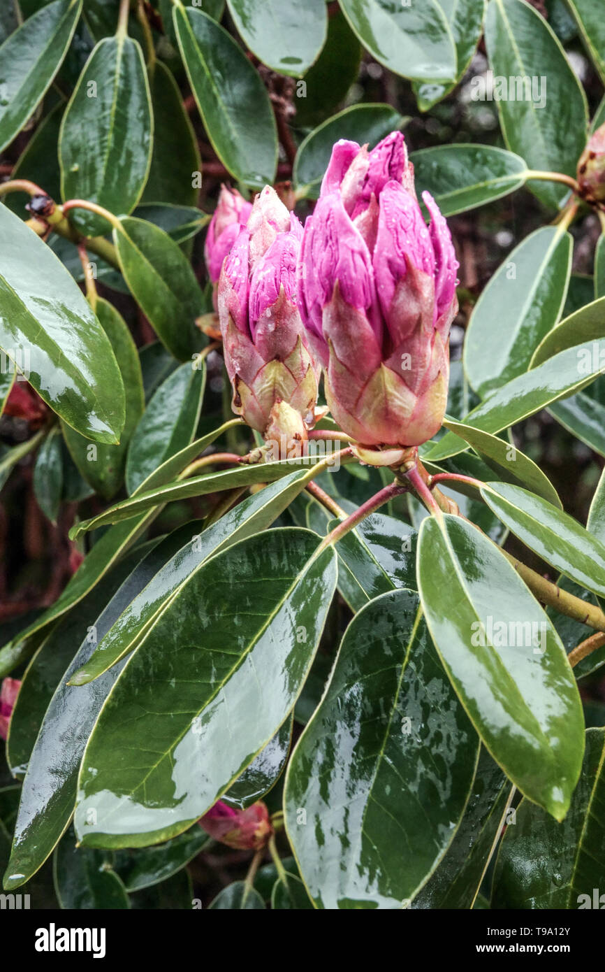 Rhododendron Purple bourgeons bourgeon Banque D'Images