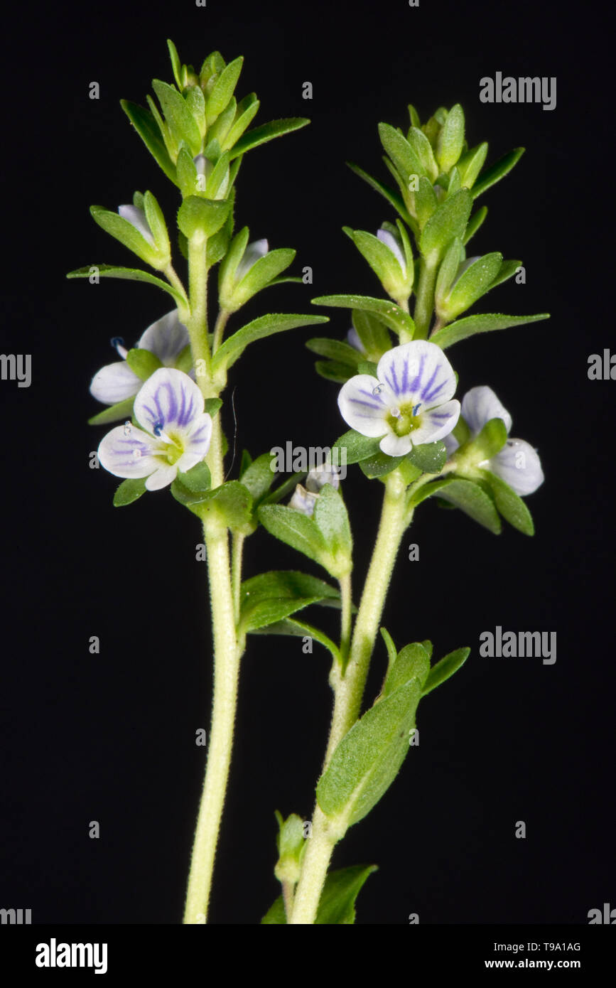 Véronique à feuilles de serpolet Veronica serpyllifolia sabline) (pointes de floraison ou bleus fleurs blanches, Berkshire, Avril Banque D'Images