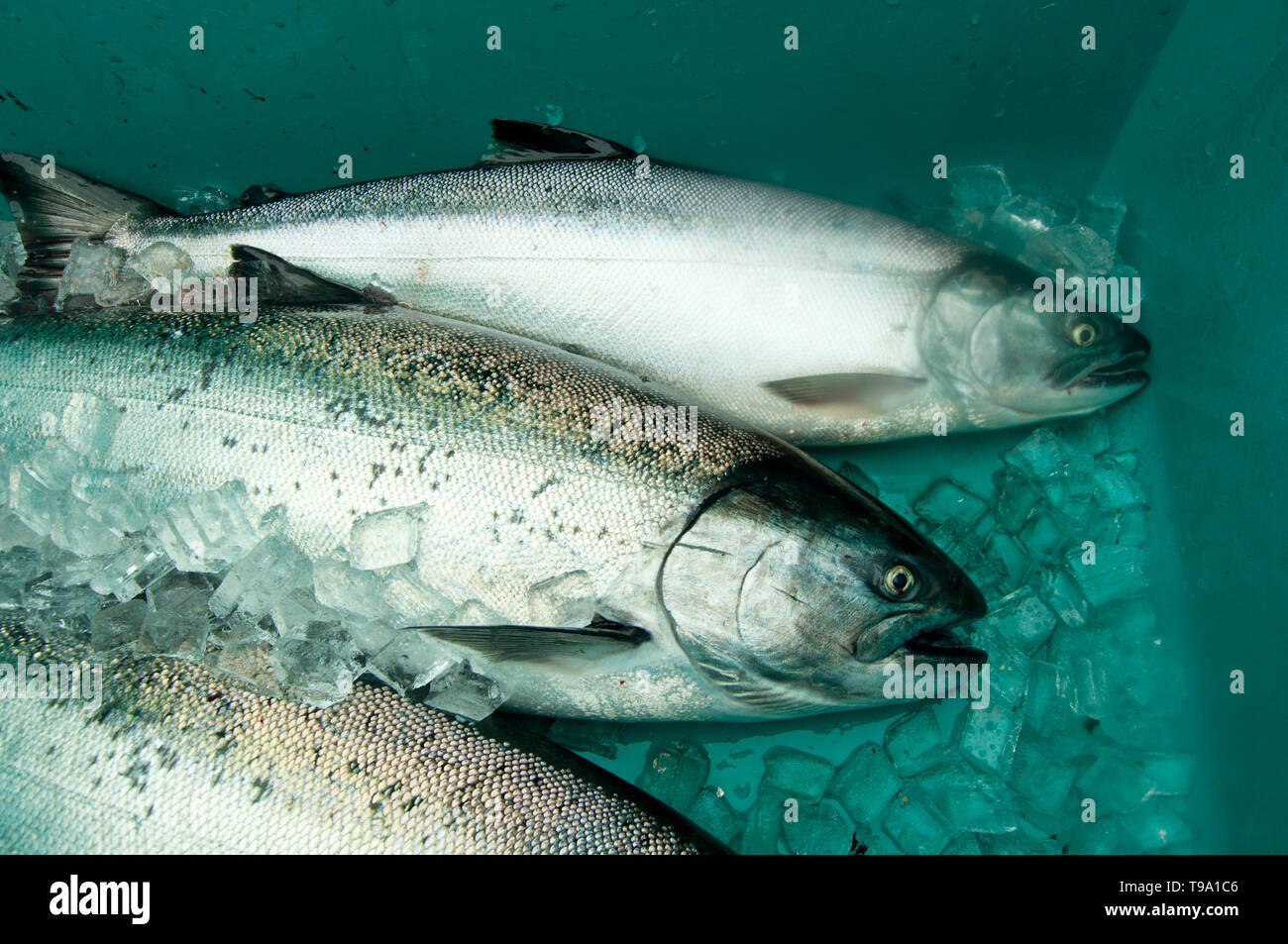 Silver salmon (en haut) et d'un saumon chinook (centre) et dans une boîte de poissons pris la pêche au large de l'île Noyes, à partir de la cascade Resort sud-est de l'Alaska. Banque D'Images