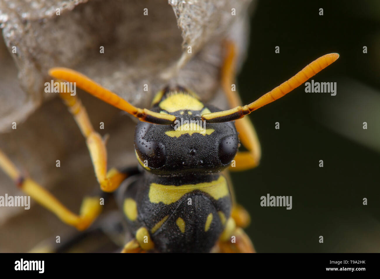 Polistes européens galicus wasp hornet en prenant soin de son nid et les larves Banque D'Images