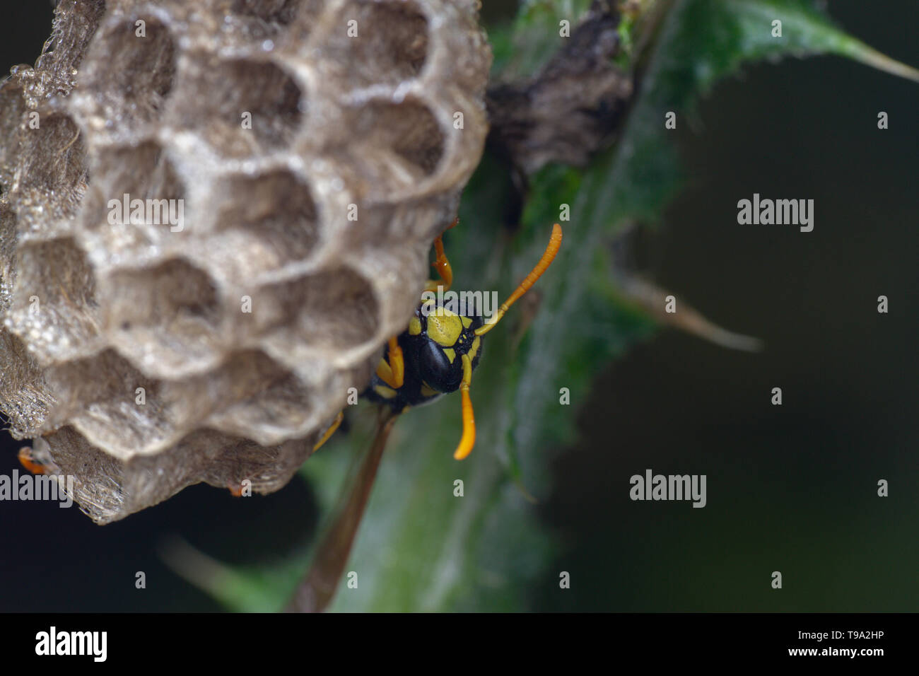 Polistes européens galicus wasp hornet en prenant soin de son nid et les larves Banque D'Images