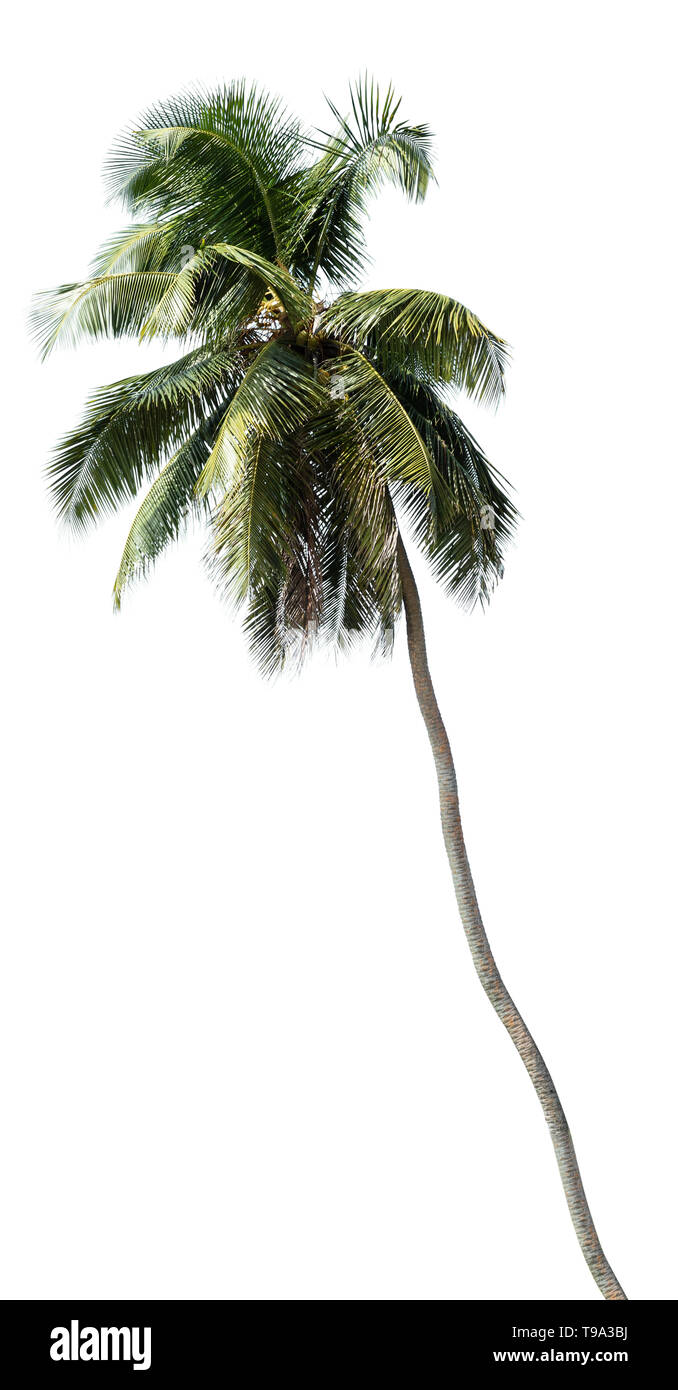 Noix de Coco Photo Palmier Arbre de Isolated On White Banque D'Images