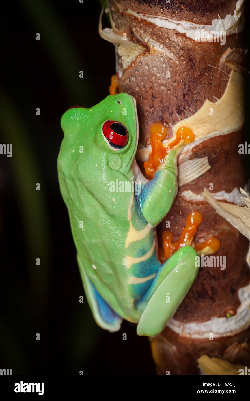 Red-eyed tree frog grimper sur la tige de la plante dans le fond sombre Banque D'Images