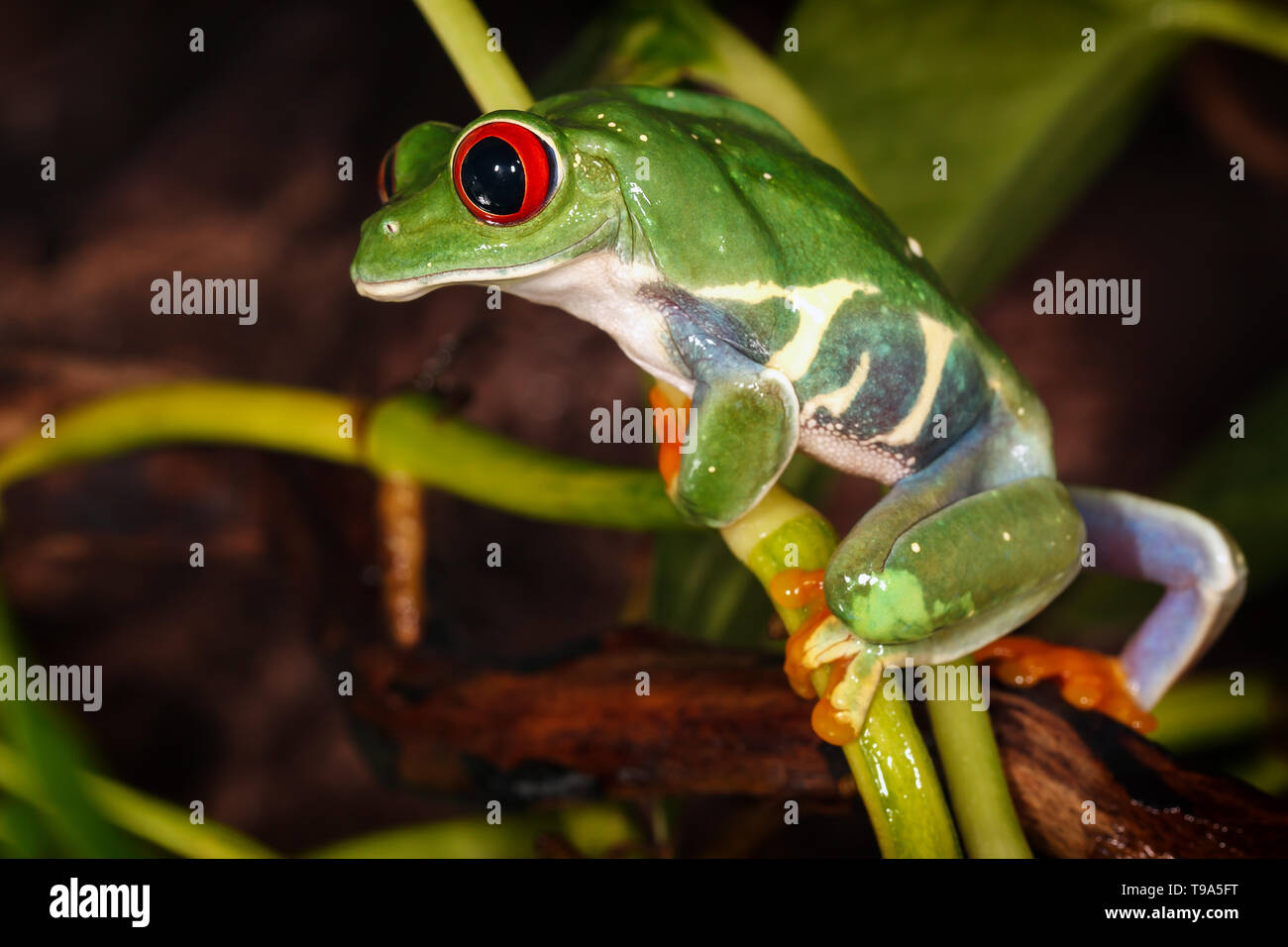 Red eyed tree frog monte sur le mât de l'usine et à la bas Banque D'Images