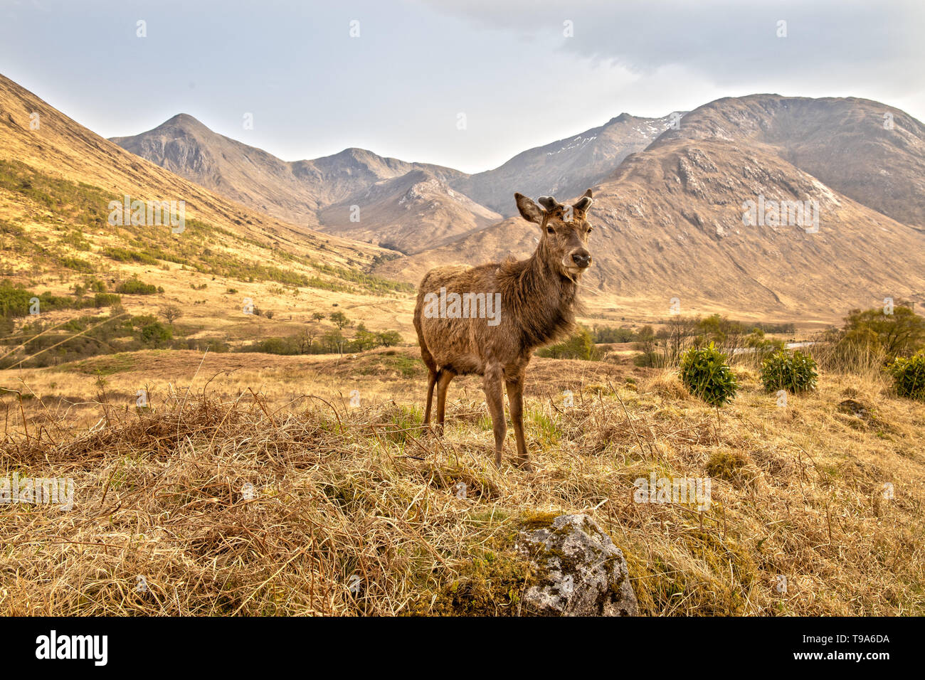 Red Deer dans les Highlands écossais près de Glen Coe Banque D'Images