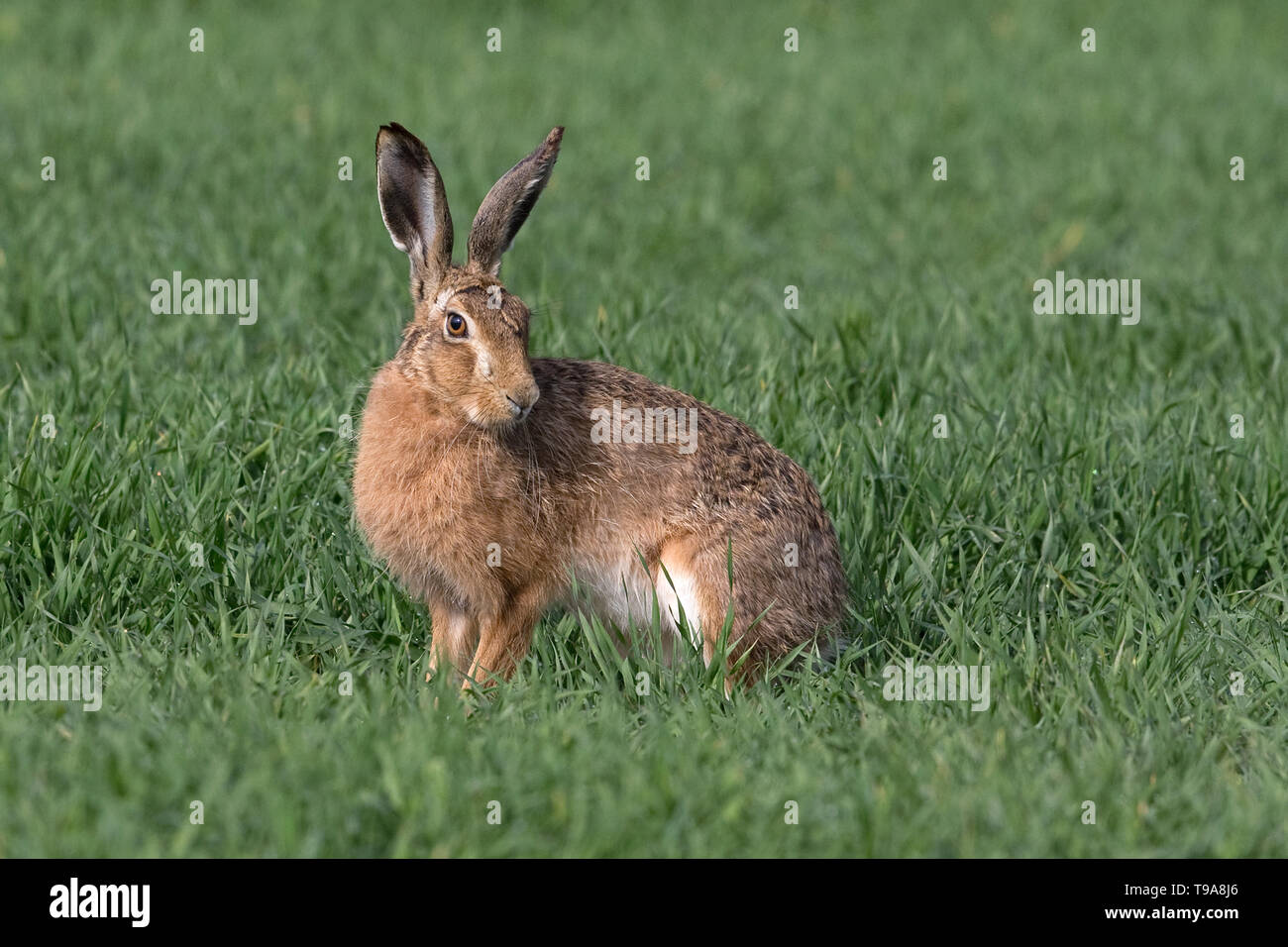 Lièvre brun (Lepus europaeus) Banque D'Images