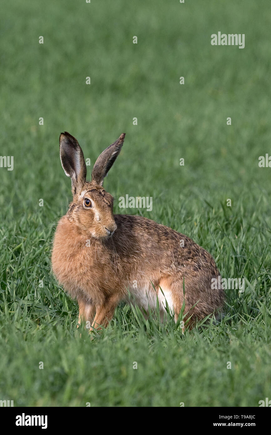 Lièvre brun (Lepus europaeus) Banque D'Images
