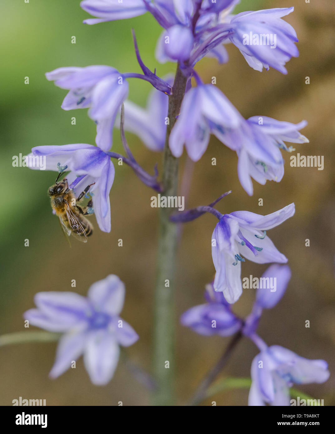 Un bourdon de prendre le pollen d'une fleur Bluebell espagnol. Banque D'Images