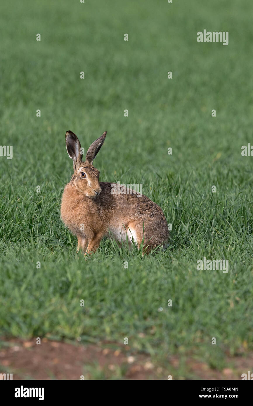 Lièvre brun (Lepus europaeus) Banque D'Images