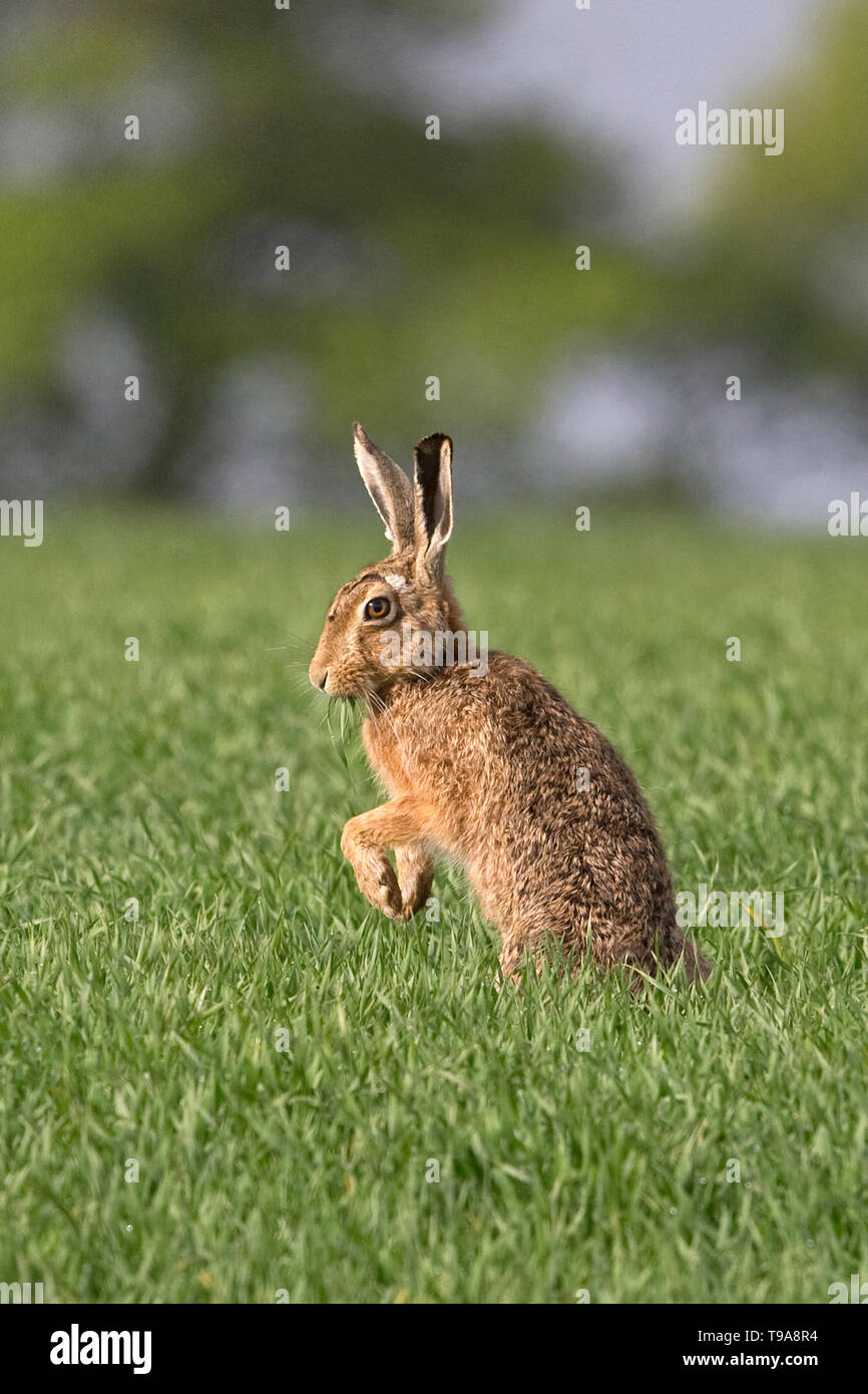 Lièvre brun (Lepus europaeus) Banque D'Images