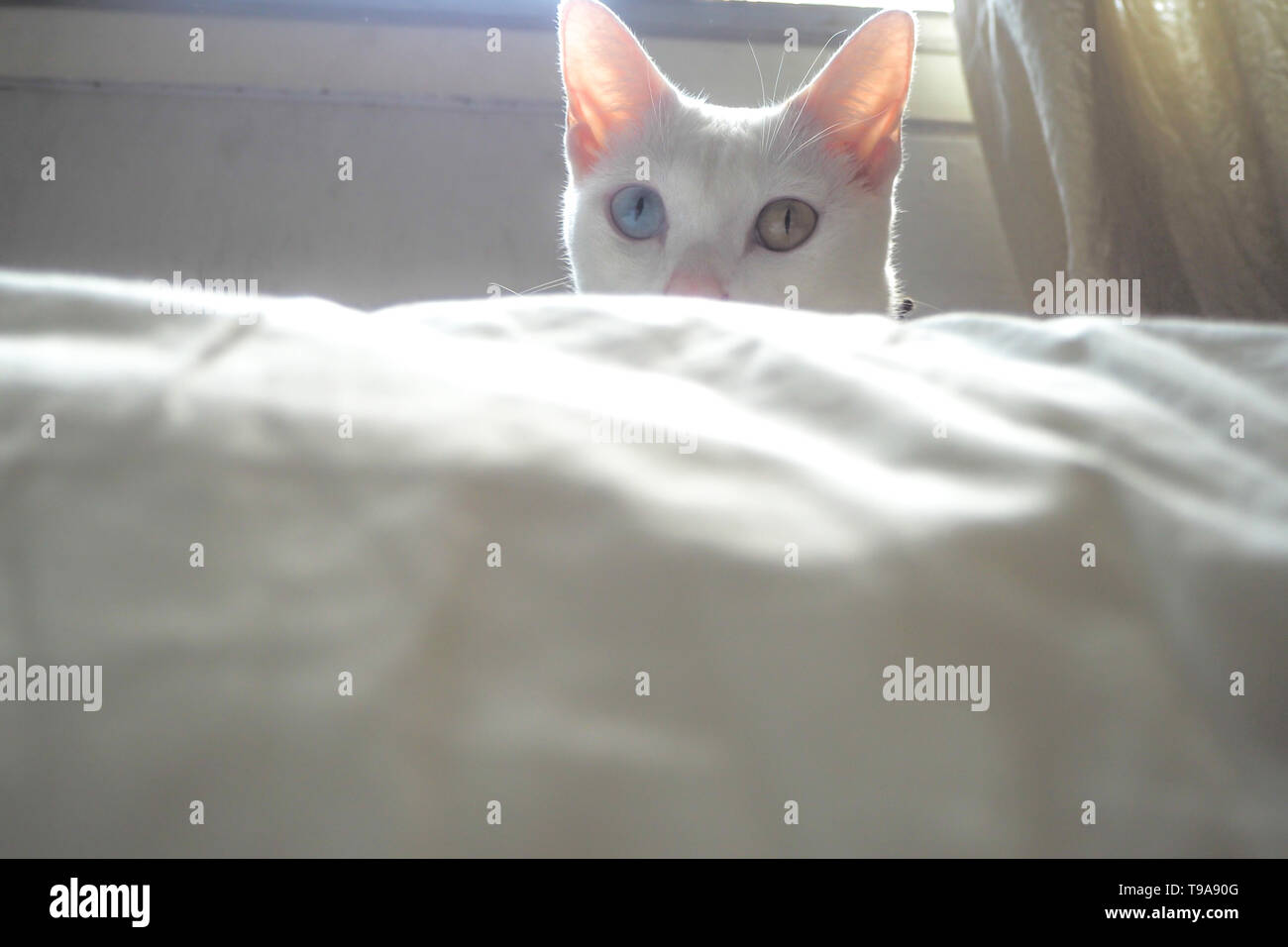 Adorable chaton chat blanc avec de beaux yeux bleu jaune masquer avec curiousness en chambre blanche background Banque D'Images