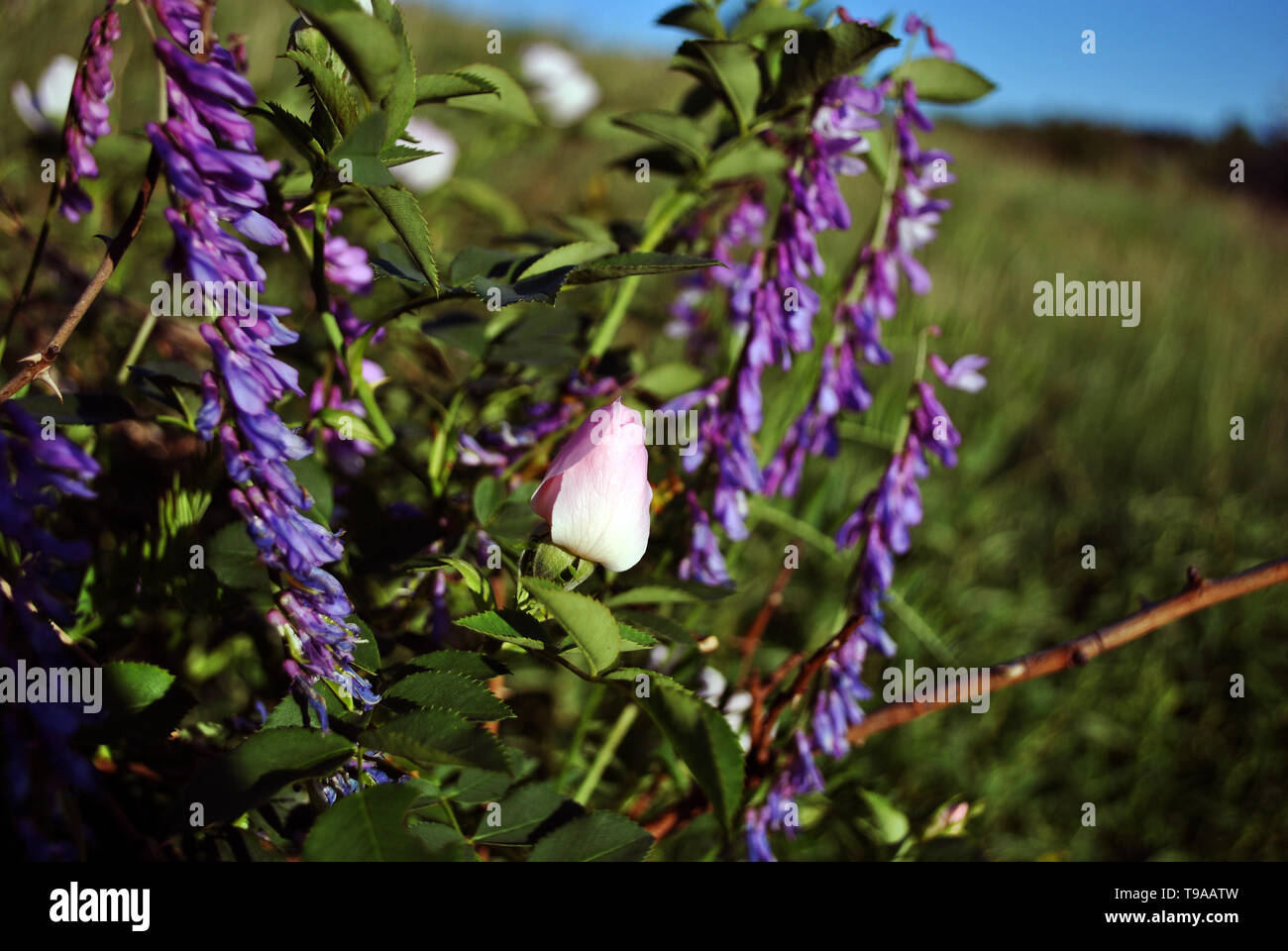 Vicia cracca (touffes, vache, oiseau, bleu ou vesce boréale et wild roses blanc fleur bud sur le bush, l'arrière-plan du paysage vert et bleu ciel Banque D'Images