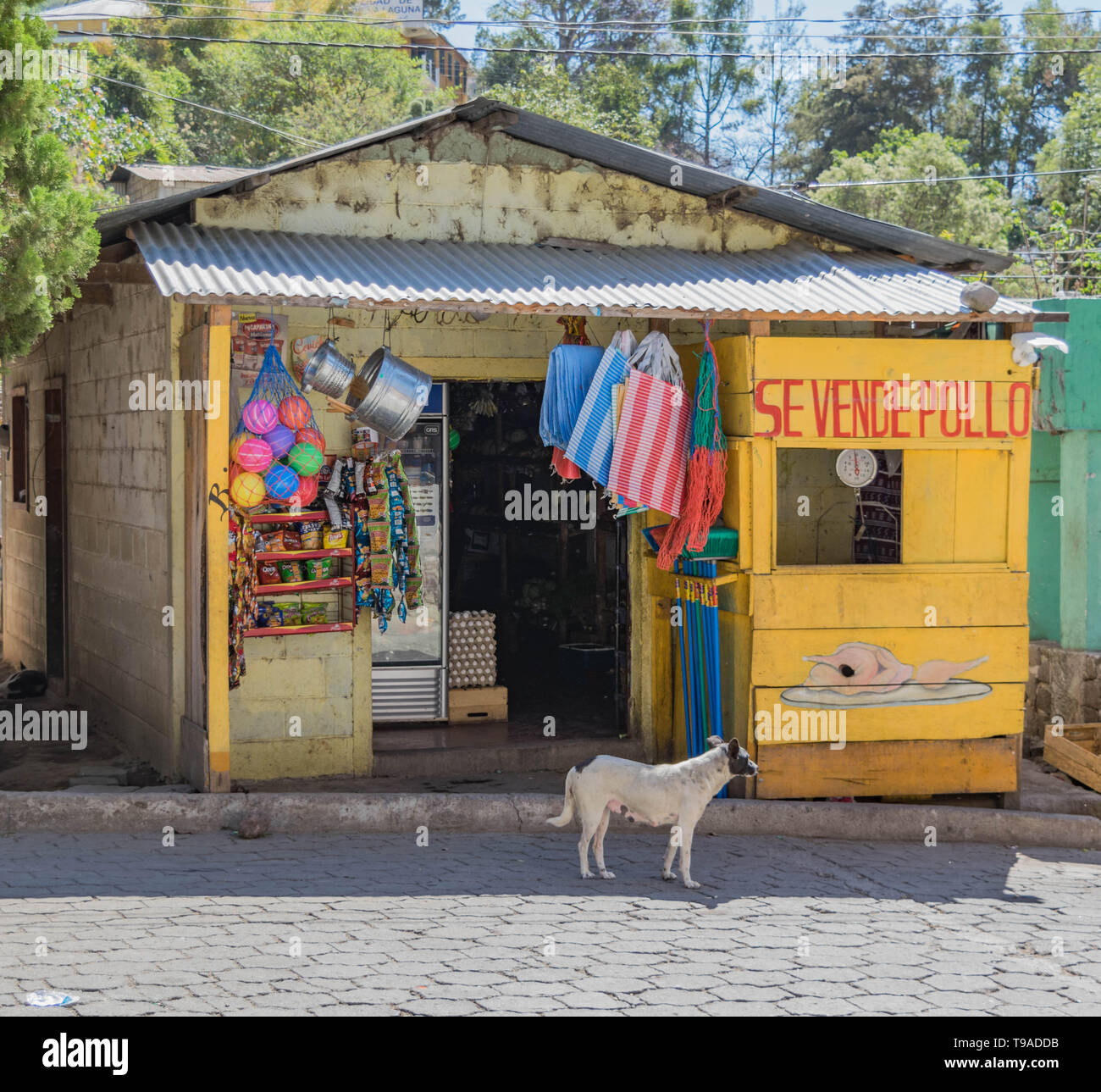 Magasin de fête avec un chien et une rue pavée, à San Marcos, lac Atitlan, Guatemala Banque D'Images