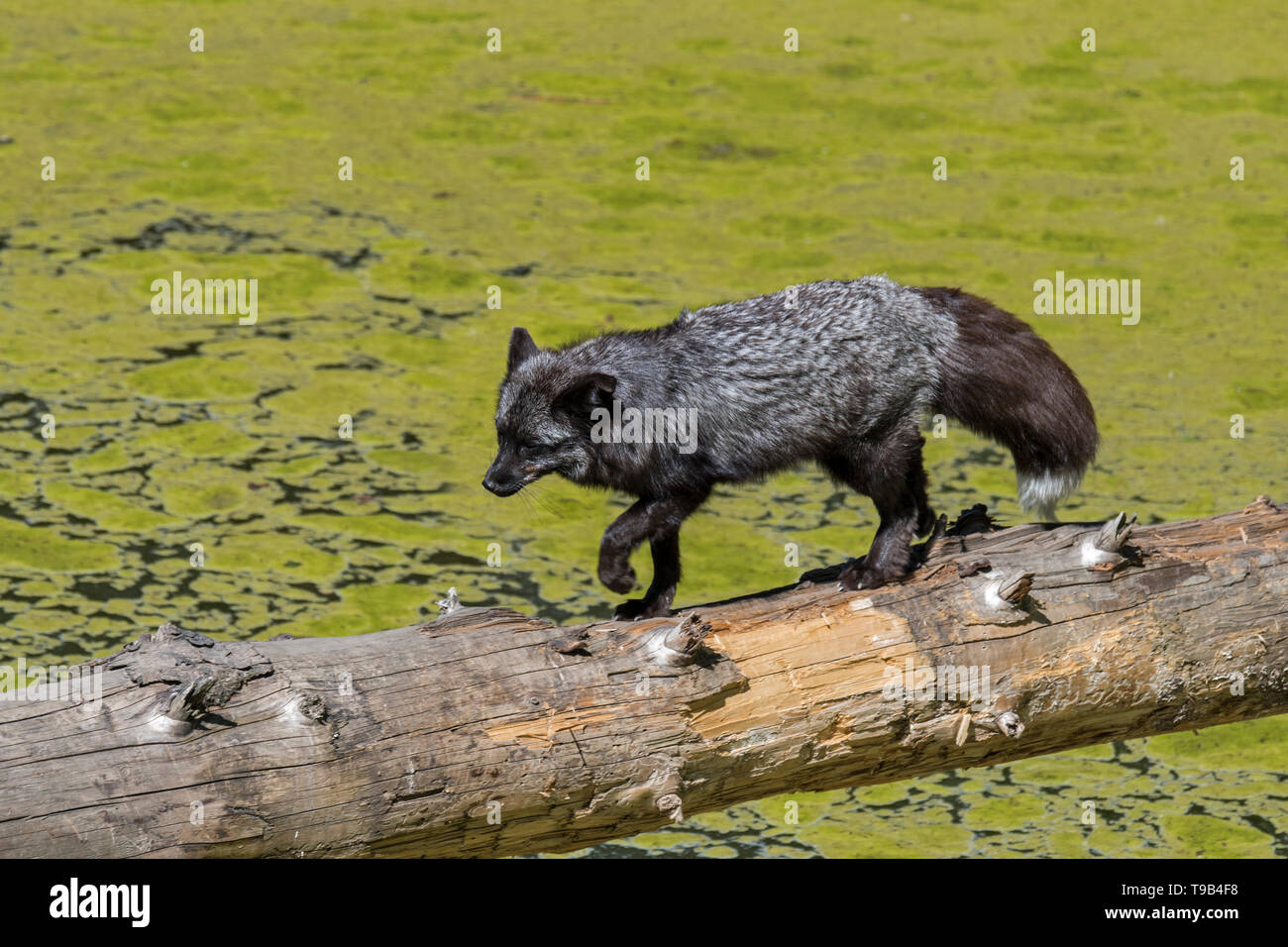 Silver Fox (Vulpes vulpes), melanistic sous forme de la red fox, traversée de l'eau étang sur tronc d'arbre tombé Banque D'Images