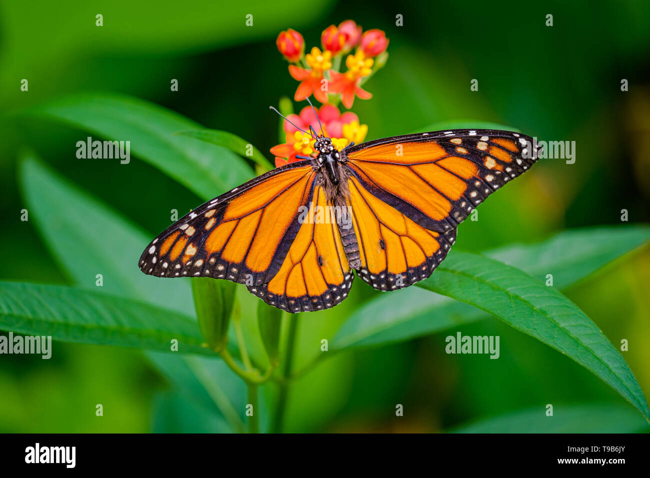 Beau papillon monarque, danaus plexippus, avec les ailes écartées sur une fleur rouge avec green bokeh background feuilles Banque D'Images