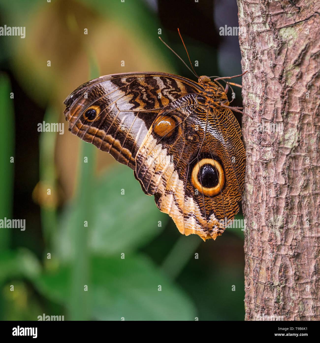 Belle grumes de jaune papillon Hibou géant reposant sur une tige de l'arbre avec feuilles de flou en arrière-plan Banque D'Images
