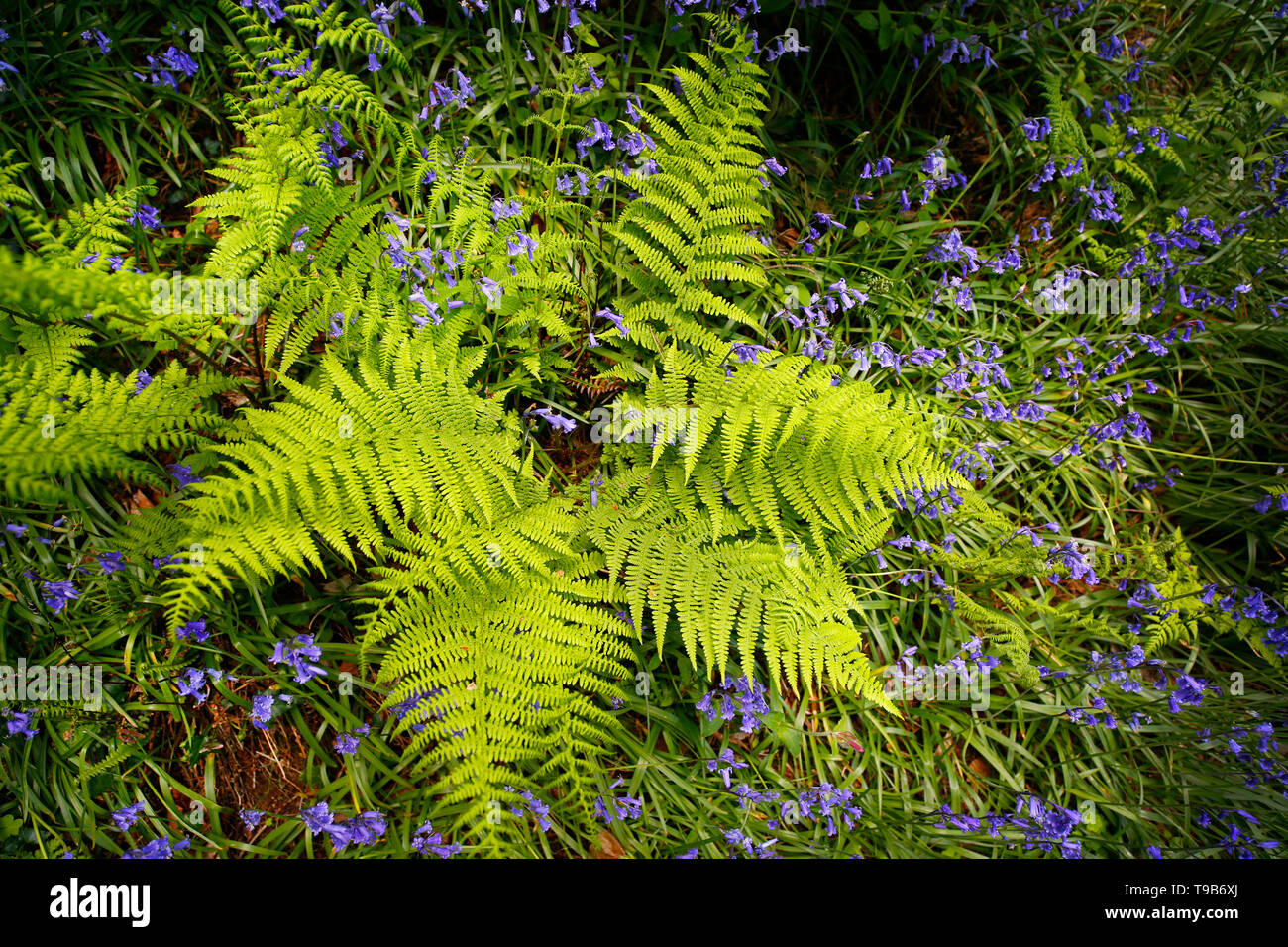 Bluebells, dans le Devon, Royaume-Uni. Banque D'Images
