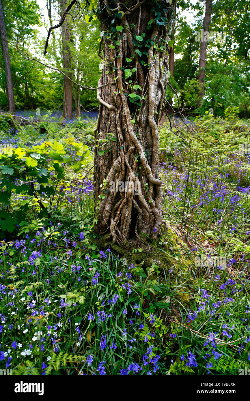 Arbre couvert de lierre et de faisceaux de jacinthes Devon, UK. Banque D'Images