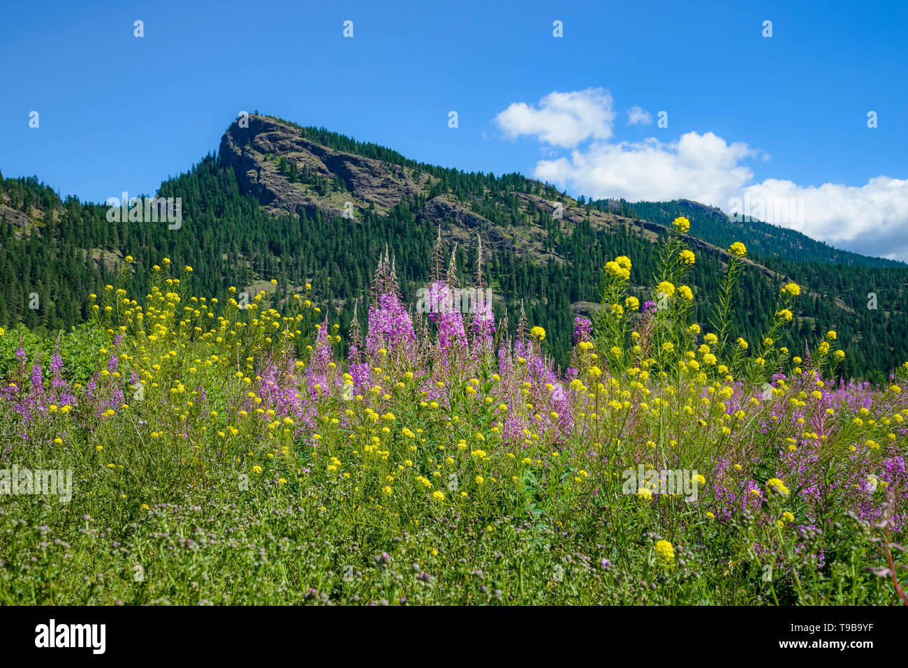 Fleurs sauvages et les falaises d'Enderby, Okanagan Valley, British Columbia, Canada Banque D'Images