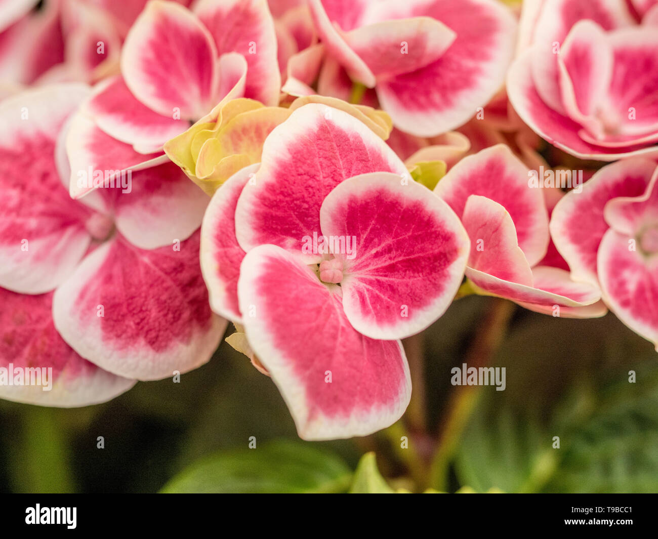 Hydrangea macrophylla Red Ace Banque D'Images