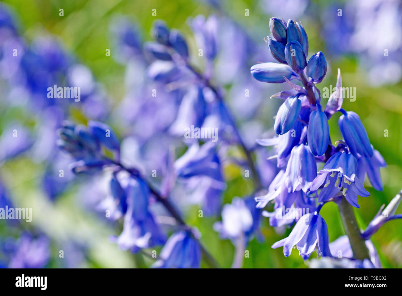 Bluebell (Hyacinthoides non-scripta, également endymion non-scriptus), close up d'un pédoncule de plus en plus parmi d'autres. Banque D'Images