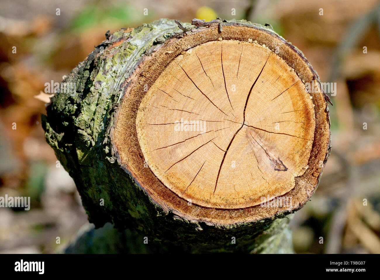 Close up de la section transversale d'une branche coupée un cerisier, montrant le détail et la structure du bois et l'écorce. Banque D'Images