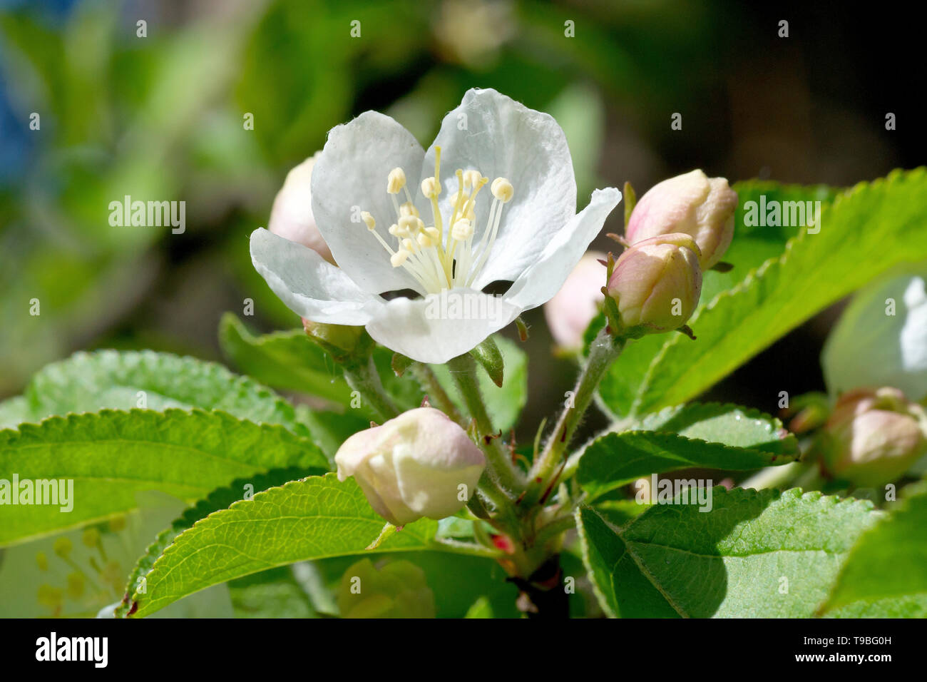 Crabe fleur de pomme (malus sylvestris), gros plan de la fleur, des bourgeons et des feuilles. Banque D'Images
