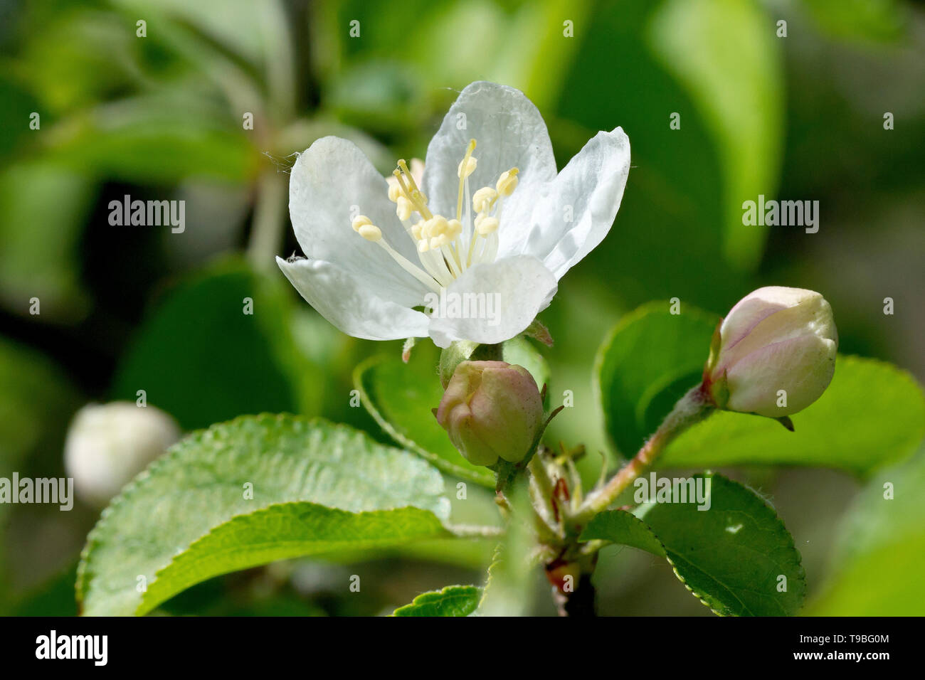 Crabe fleur de pomme (malus sylvestris), gros plan de la fleur, des bourgeons et des feuilles. Banque D'Images