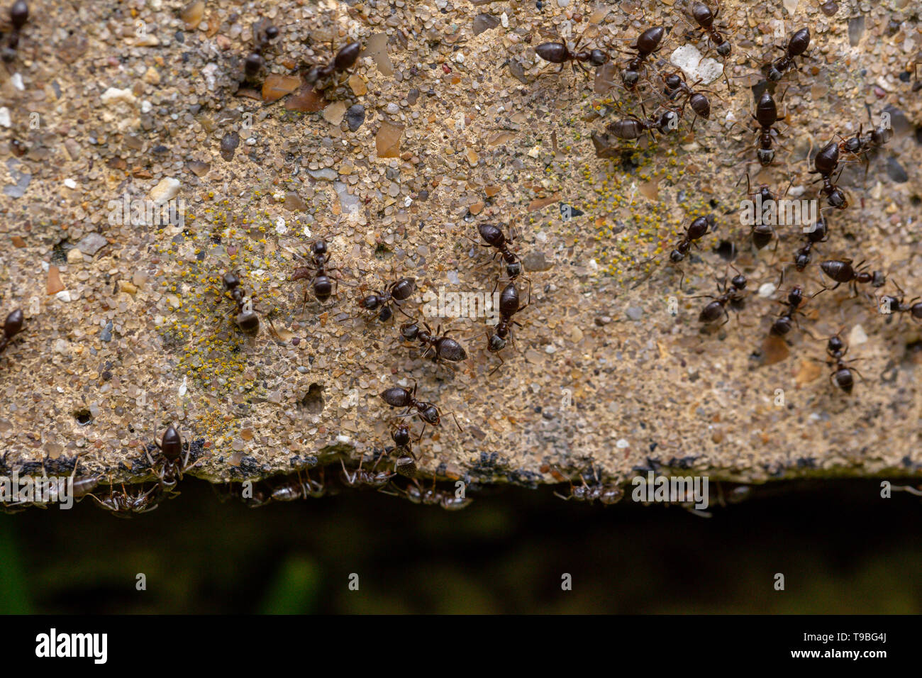 Essaim d'occupé fourmis noires (Lasius niger) dans un jardin Banque D'Images
