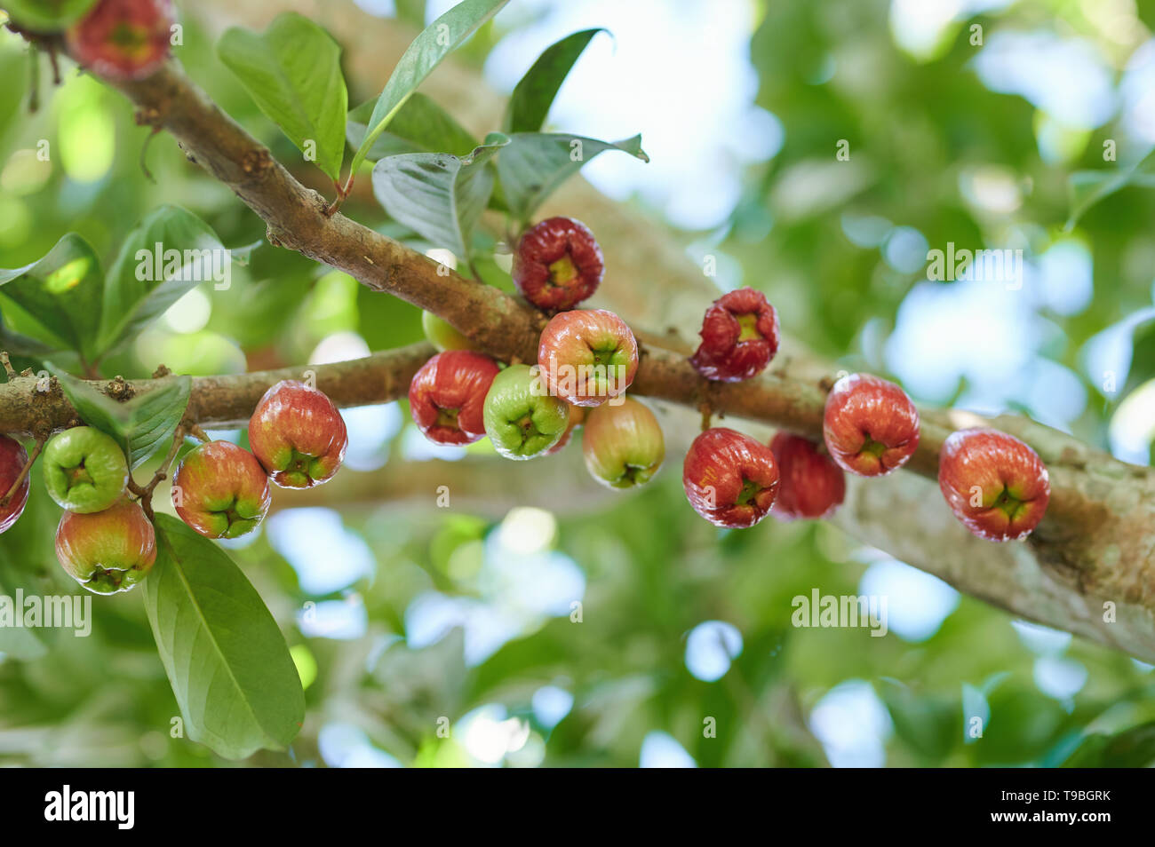 Fruits rouges et verts perote hang on tree branch Banque D'Images
