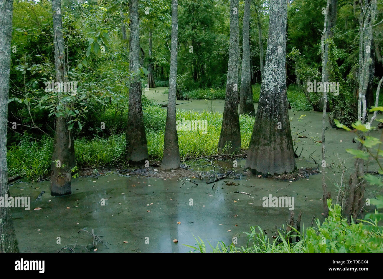 Un marais à Tickfaw State Park, situé à 7 miles (11 km) à l'ouest de Springfield, dans la région de Livingston Parish, Louisiane, Etats-Unis. Banque D'Images