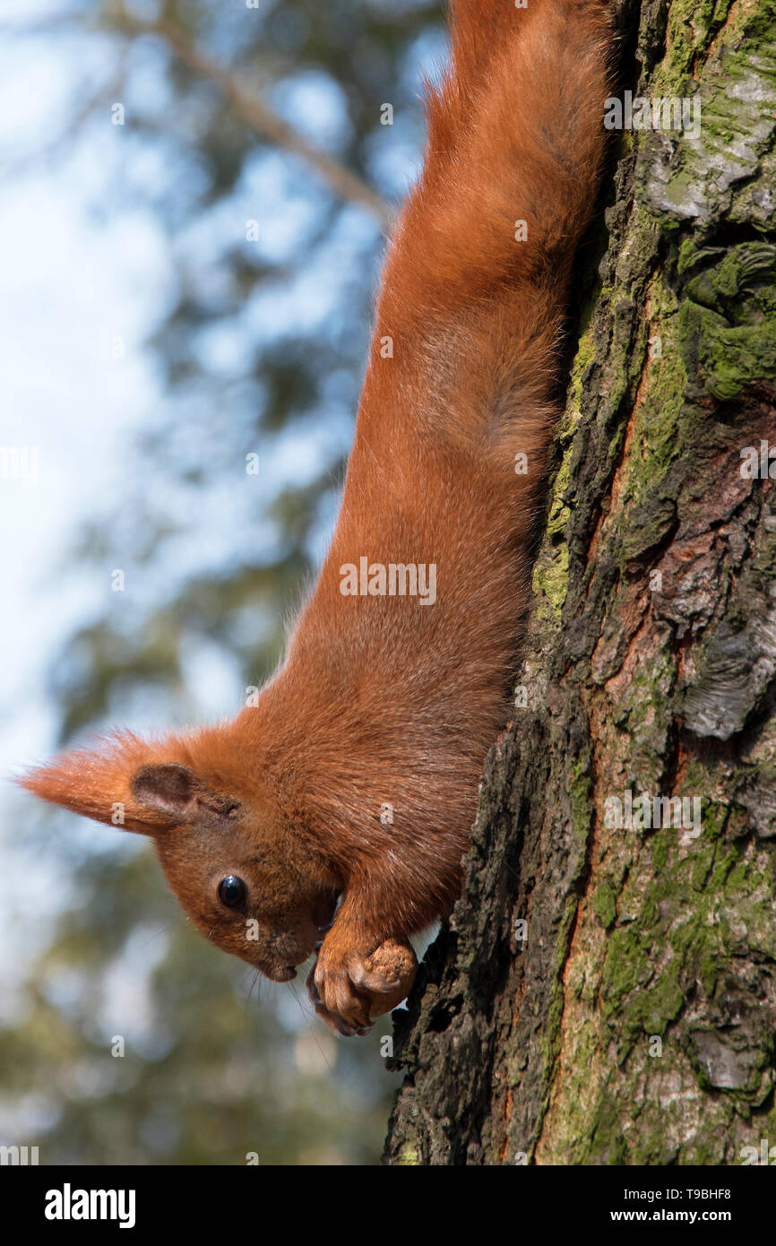 Squirrel sur un arbre tenant un écrou. une belle photo Banque D'Images