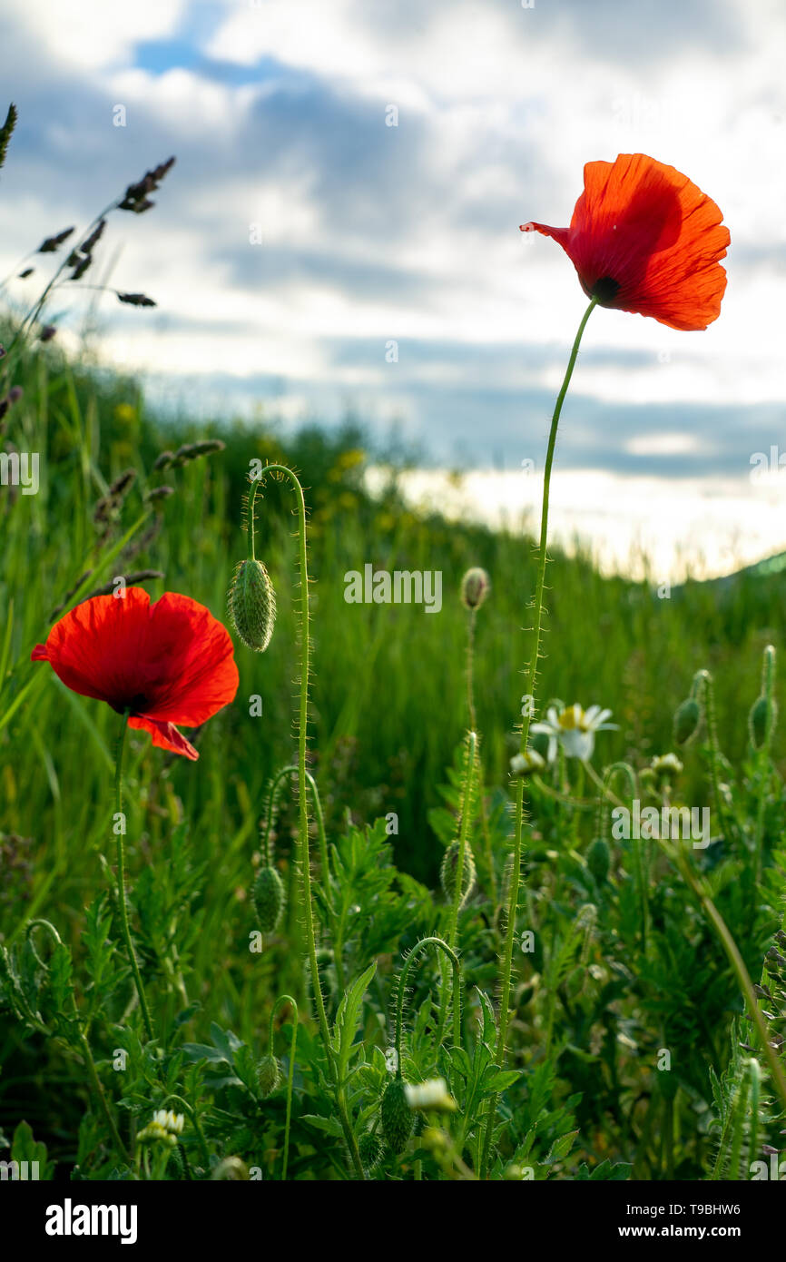 Tôt le matin, sunny red poppy field scene Banque D'Images