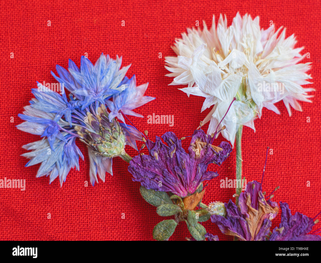 Fleurs séchées colorées se trouvant sur texture rouge Banque D'Images