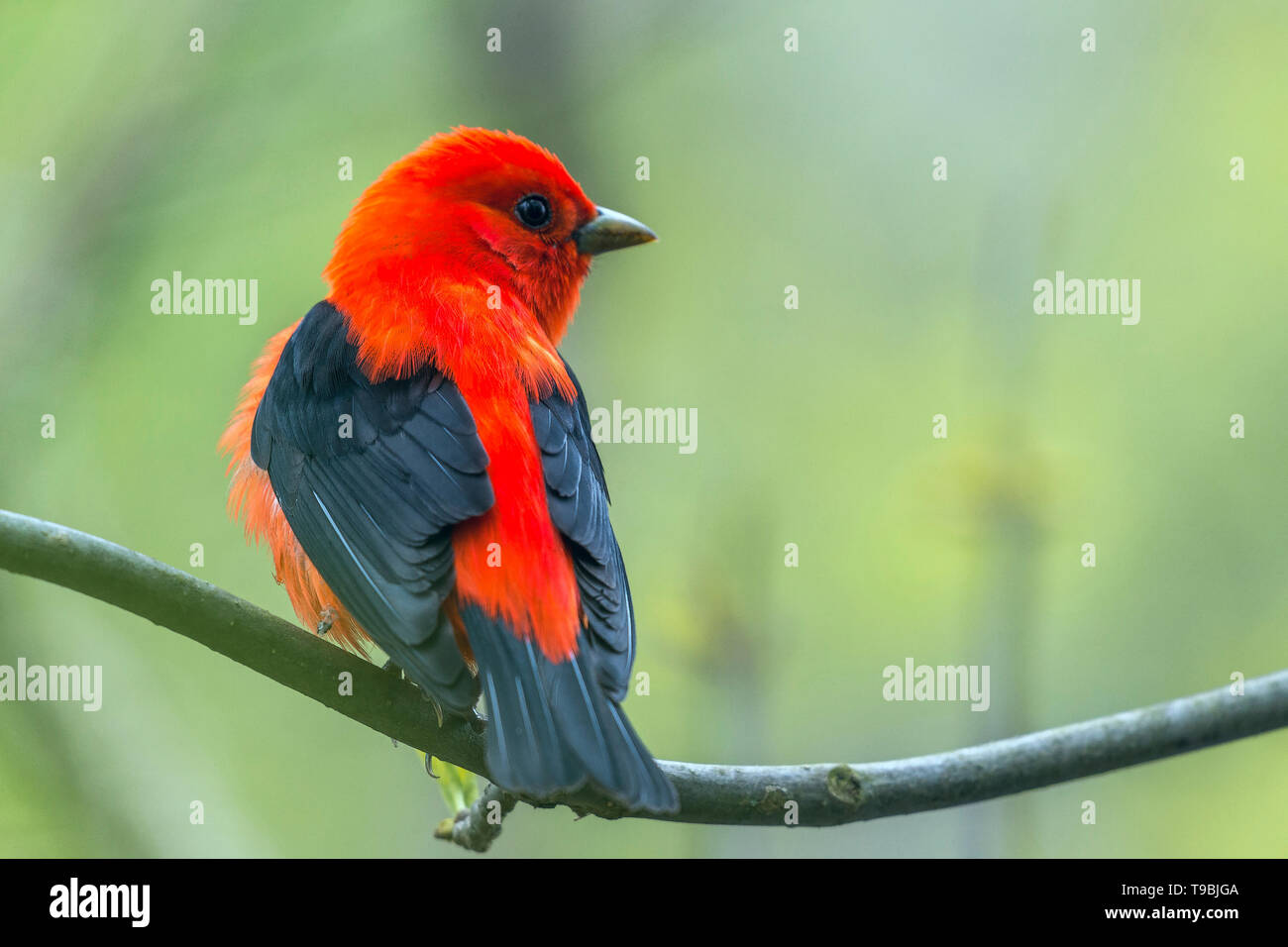 Homme Tangara écarlate (Piranga olivacea) en plumage nuptial. Magee Marsh de faune. L'Ohio. USA Banque D'Images Homme Tangara écarlate (Piranga olivacea) en plumage nuptial. Magee Marsh de faune. L'Ohio. USA Banque D'Images