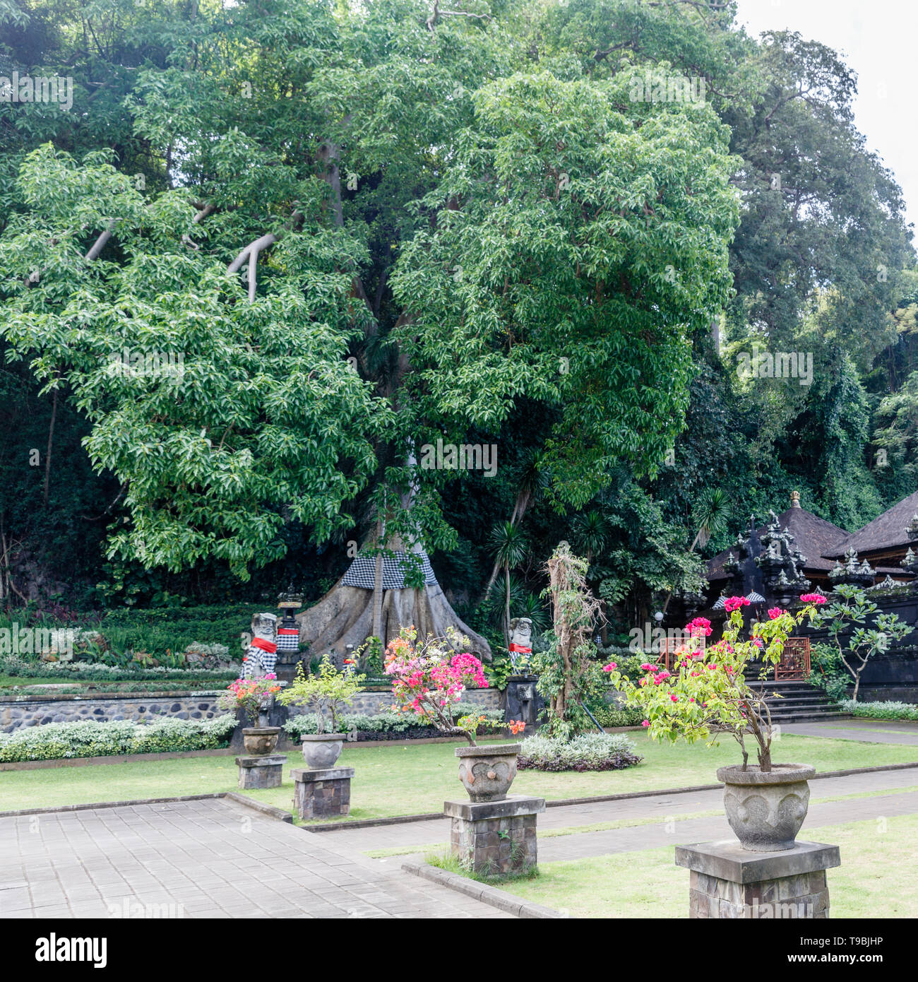 De grands arbres près de Pura Goa Lawah ('Bat Cave Temple'), Balinais temple hindou de Pesinggahan, Klungkung, Bali, Indonésie. Banque D'Images