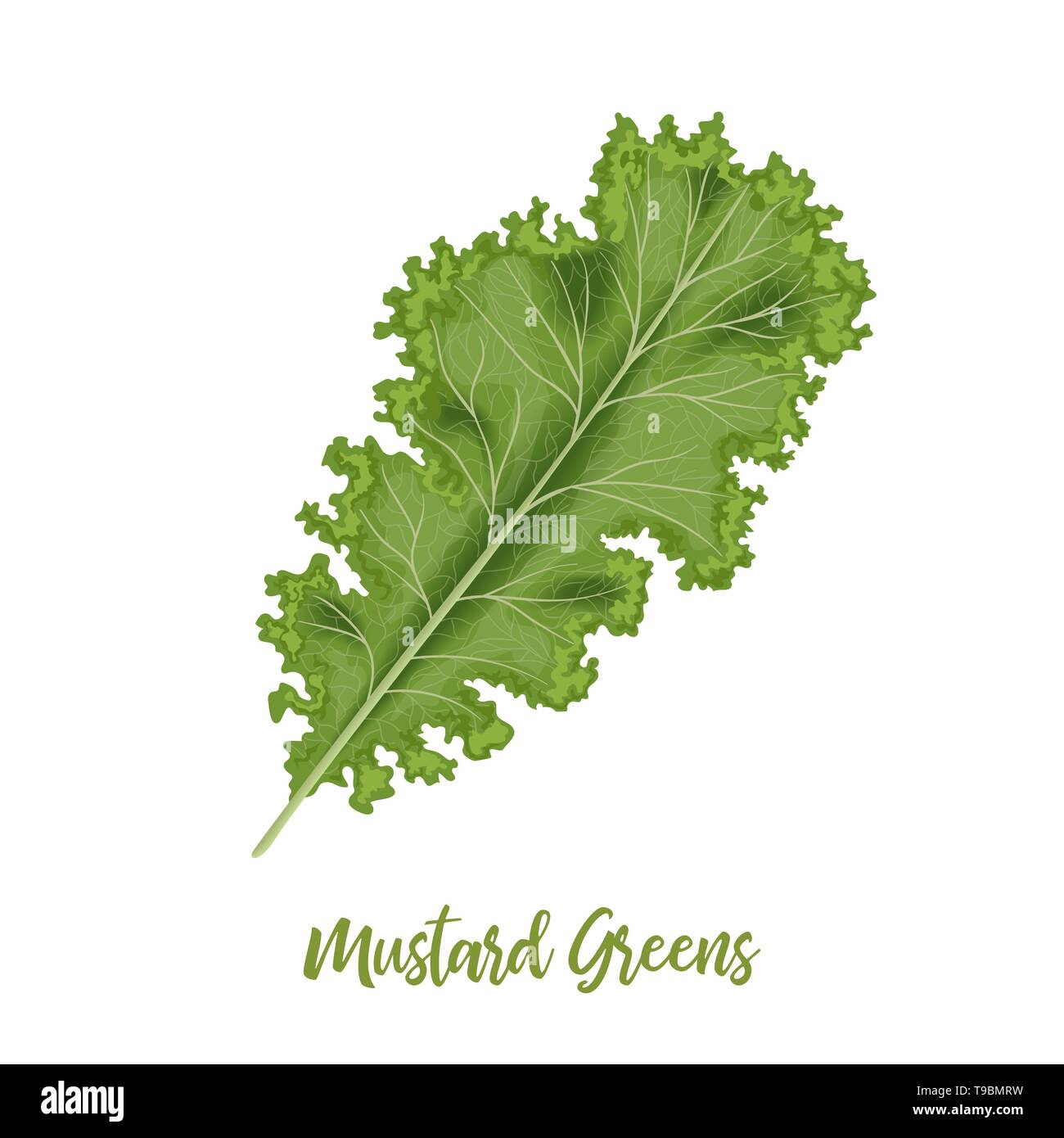 Moutarde frisée fraîche feuilles vertes, le Brassica juncea. isolés. Concept alimentaire. Le chou cru juteux frais. Illustration de Vecteur