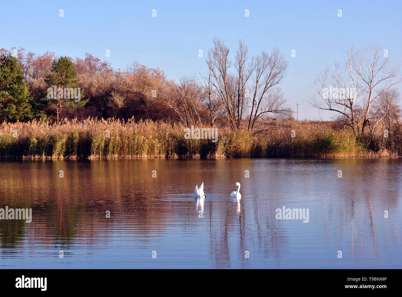Forêt de pins et de saules sur la rive du lac avec deux cygnes blancs, sur un fond de ciel bleu, journée ensoleillée, l'Ukraine Banque D'Images