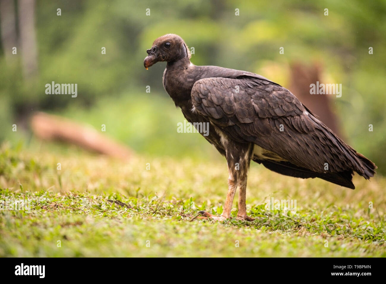 King Vulture, nourrir les oiseaux immatures sur sol, Laguna de Lagarto, le Costa Rica 30 Mars 2019 Banque D'Images